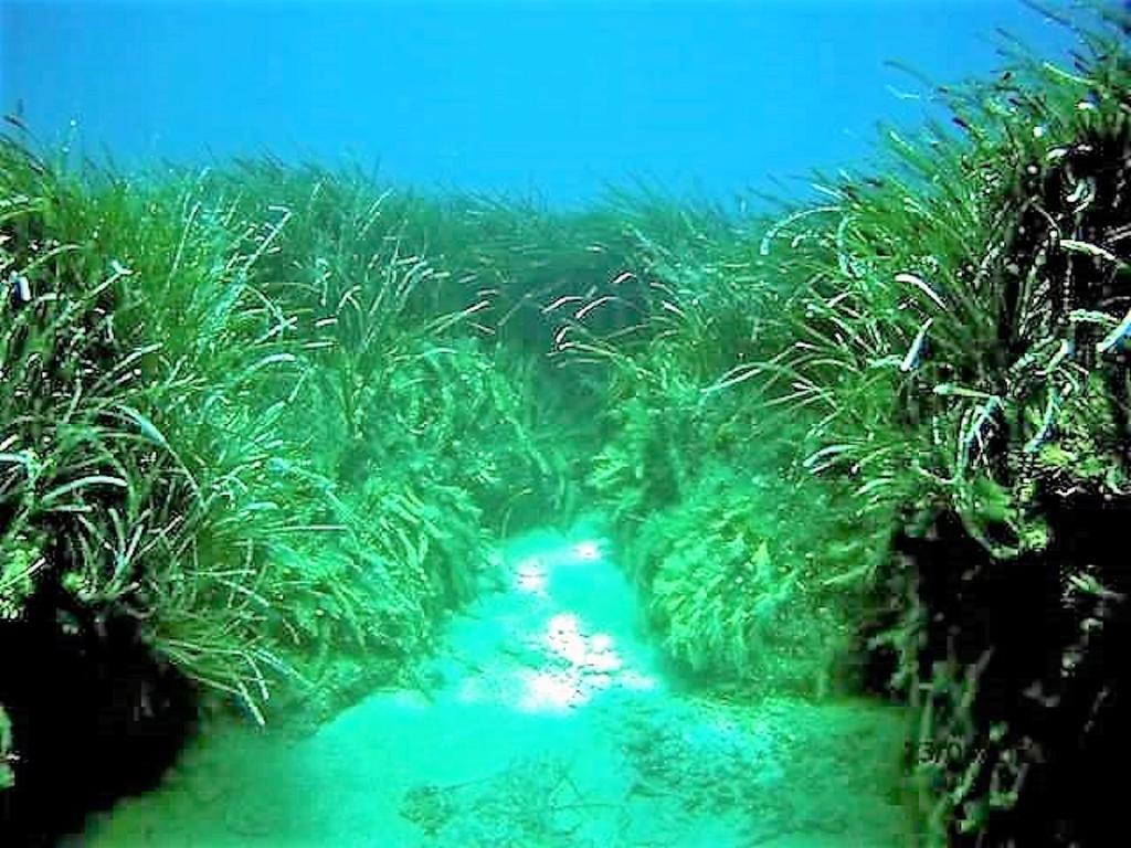 Sea Breeze Ena Lägenhet Korakokhórion Exteriör bild